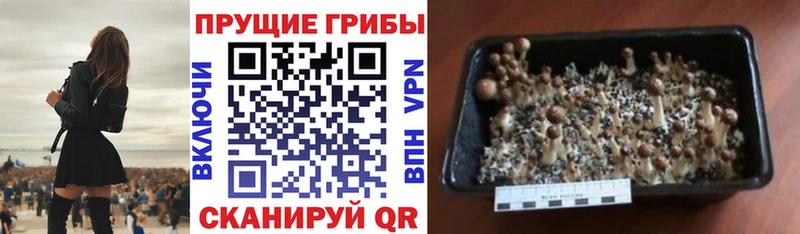 цена наркотик  площадка наркотические препараты  Галлюциногенные грибы GOLDEN TEACHER  Уссурийск 